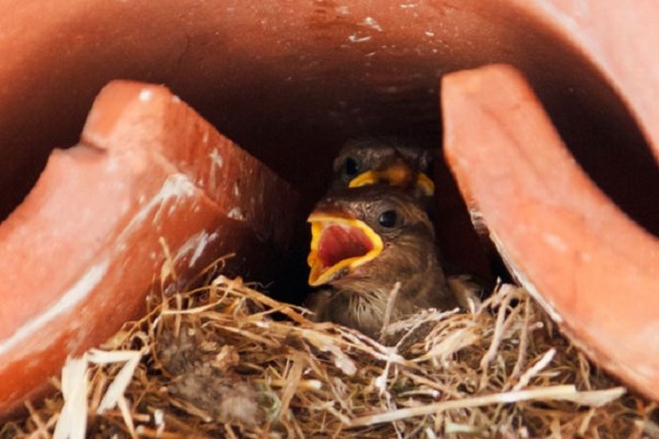 The 'Pets' In Your Garden
