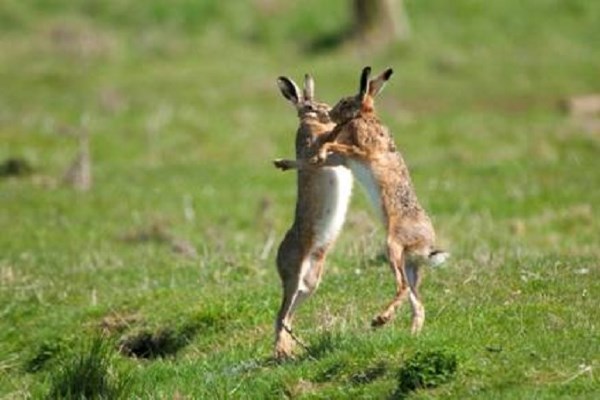 The Gloves Are Off at RSPB Reserves