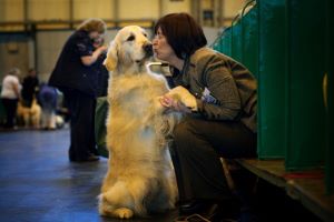 Dog Photographer of the Year Competition