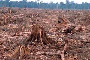 Action Now Could Double Forests Saved