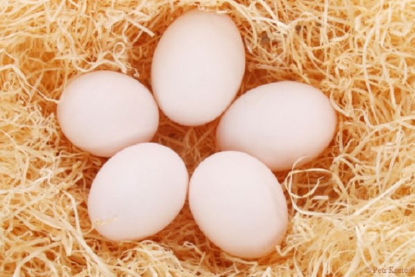 Cracking Facts About Eggs