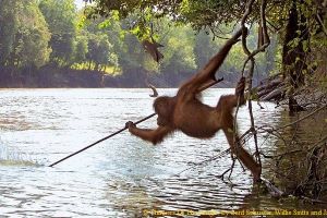 Orangutan Conservation