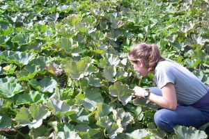 Community Supported Agriculture Projects Reap Lasting Rewards