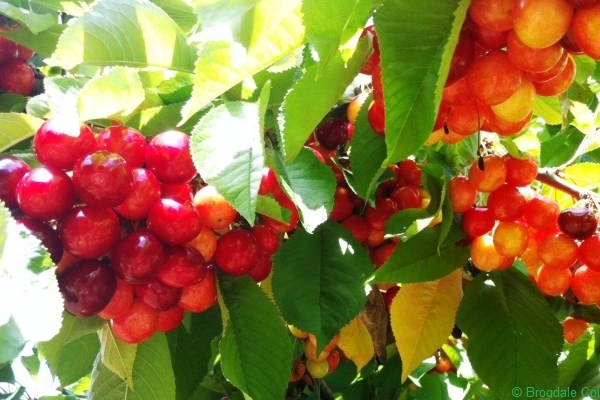 Brogdale Festival of Cherries 2011