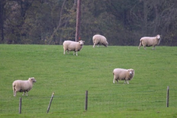 Welcome to Award Winning Romney Marsh Wools