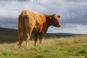 Ensure Traceability, Quality and Provenance with the Soil Association's Food for Life Catering Mark