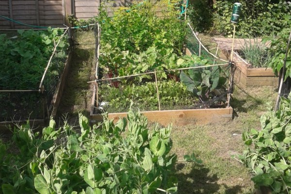 Reaping the Home Grown Harvest from our Allotment