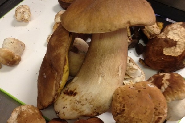 Mushroom Foraging at Ashdown Park Hotel & Country Club