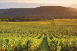 Enjoy a Day of Continental Style Escapism at Denbies Wine Estate