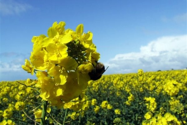 Make The Switch To Rapeseed Oil