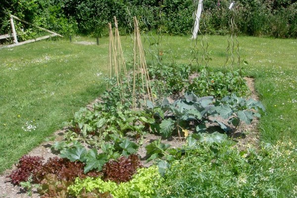 Win a Small Vegetable Garden from Rocket Gardens