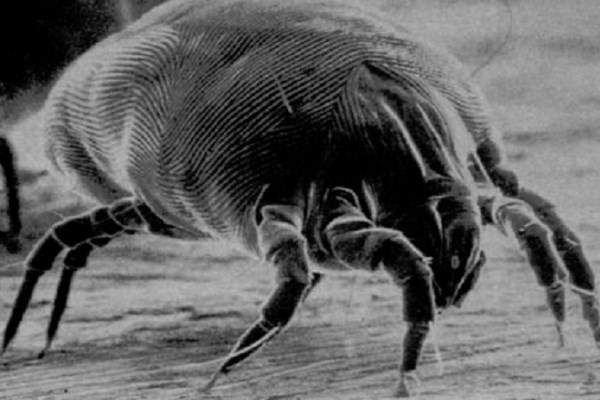 Home Alone with House Dust Mites