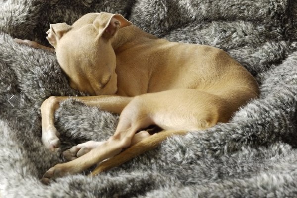 Advent Day 10 - Win a Fabulous 'Squirrel' Faux-Fur Dog Blanket from Charley Chau