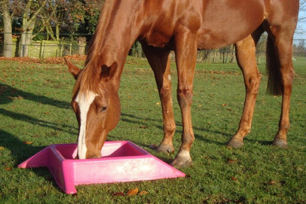 Advent Day 13 - Win a Non Tip Horse Feeder