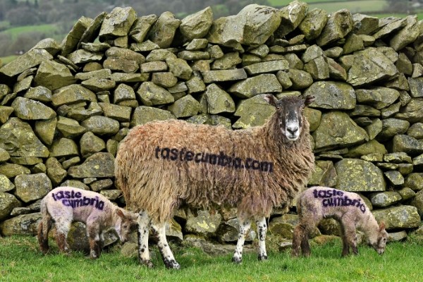 Cumbria's own Peter Sidwell Cooks up Regional Culinary Delights at Taste Cumbria