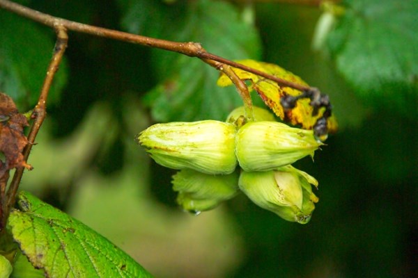 Top Chefs enjoy a Cobnut-Themed Day at Potash Farm