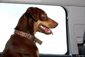 Motorists Still Putting Dogs Lives at Risk