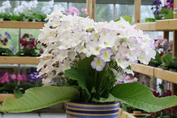 British Plant Nursery at RHS Chelsea 2012