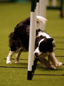 Weaves Crufts