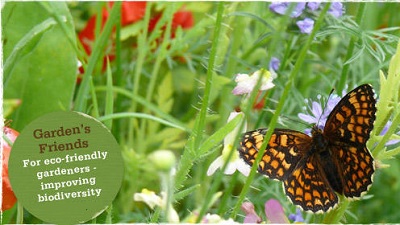 Meadow in My Garden