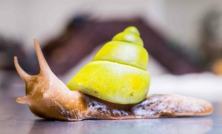 Creepy Crawlie Snail Cake