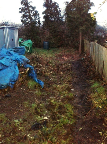 Allotment - starting to clear away the debris