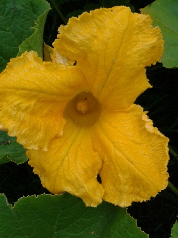 Pumpkin Flower