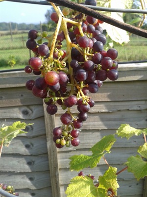 Grapes