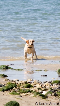 Karen Arnold Beach Dog