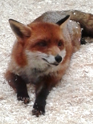 British Wildlife - Fox