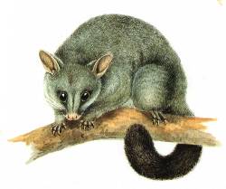 Possum