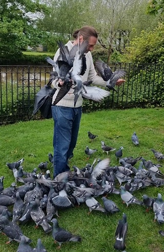 Pigeons in Tonbridge