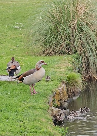 Egyptian geese at Wakehurst Place