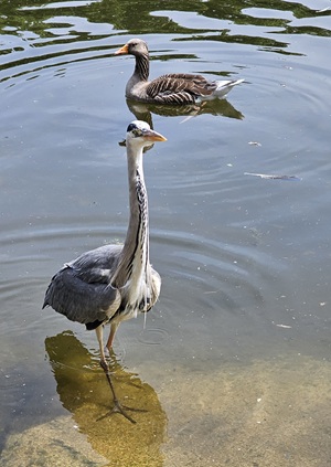 St James's Park