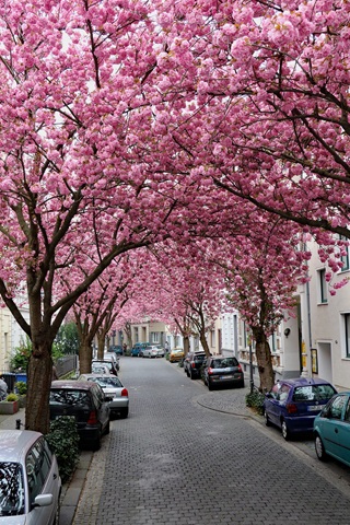 Bonn Cherry Blossom