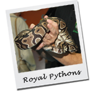 Royal Python